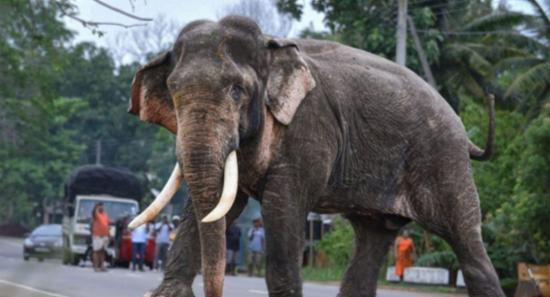 කාවන්තිස්සගේ ප්‍රතිකාර පිළිබඳව පරික්ෂණයක්...